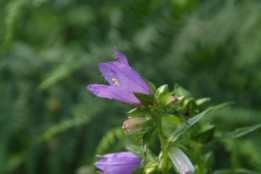 Campanula latifoliaBreed klokje bestellen